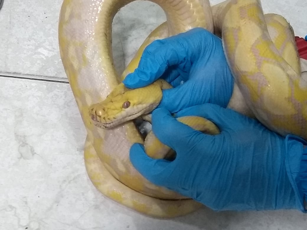 Serpiente en Bogotá