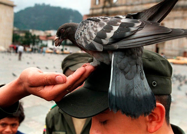 La mayor población de palomas en Bogotá está en la Plaza de Bolívar.