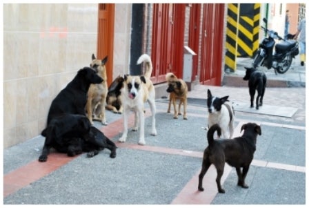 Perros callejeros