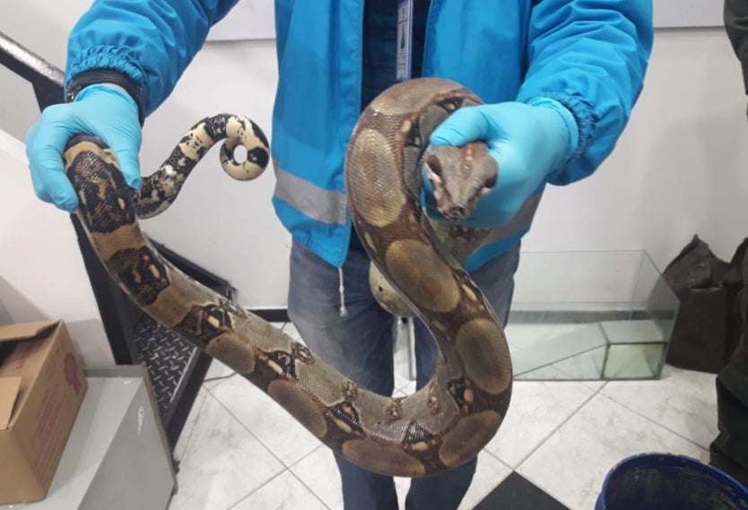 Boa encontrada en un bus de Bogotá