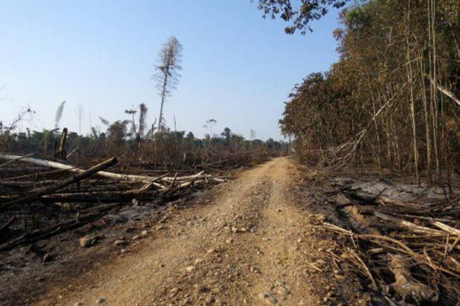 Deforestación.