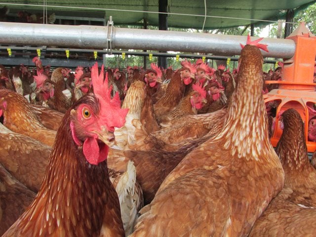 Municipios del Tolima en cuarentena por Newcastle