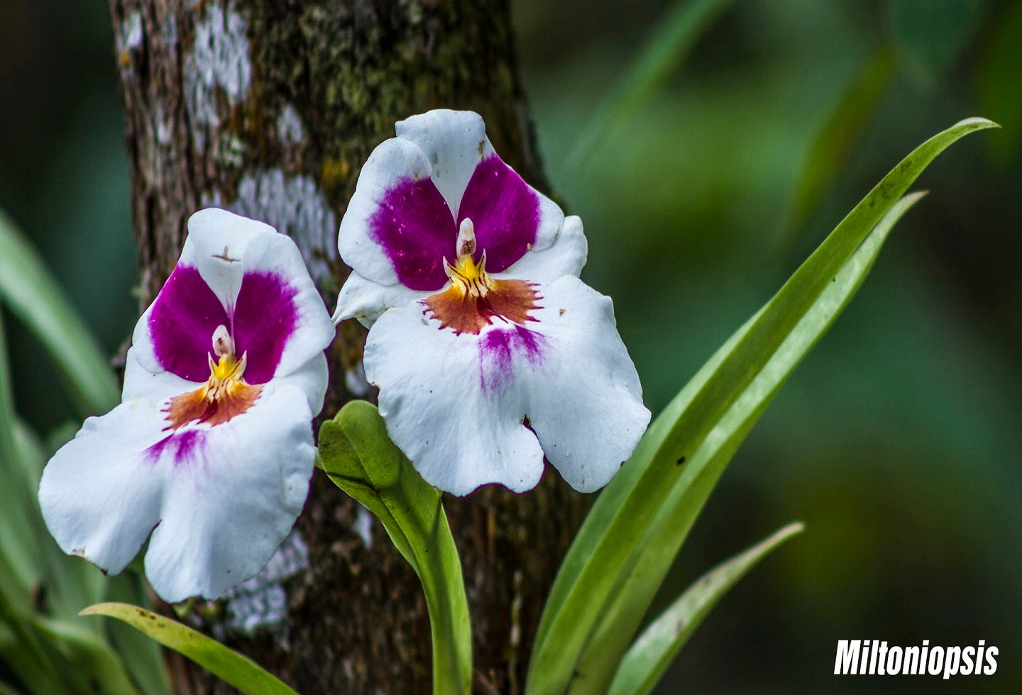 Orquídea Miltoniopsis