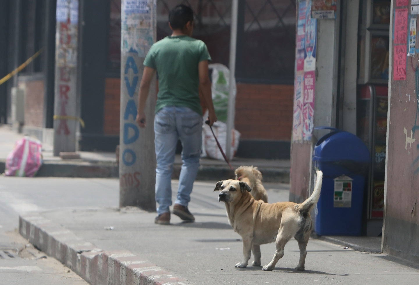 Perros callejeros en Ciudad Bolívar, Bogotá