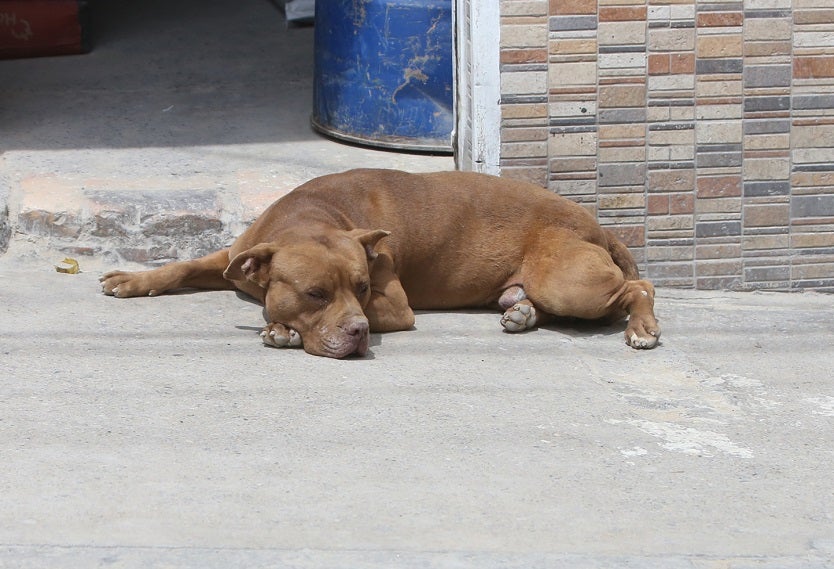 Perros callejeros en Ciudad Bolívar, Bogotá