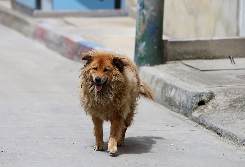 Perros callejeros