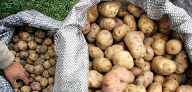 Precio de la papa sube por la inflación