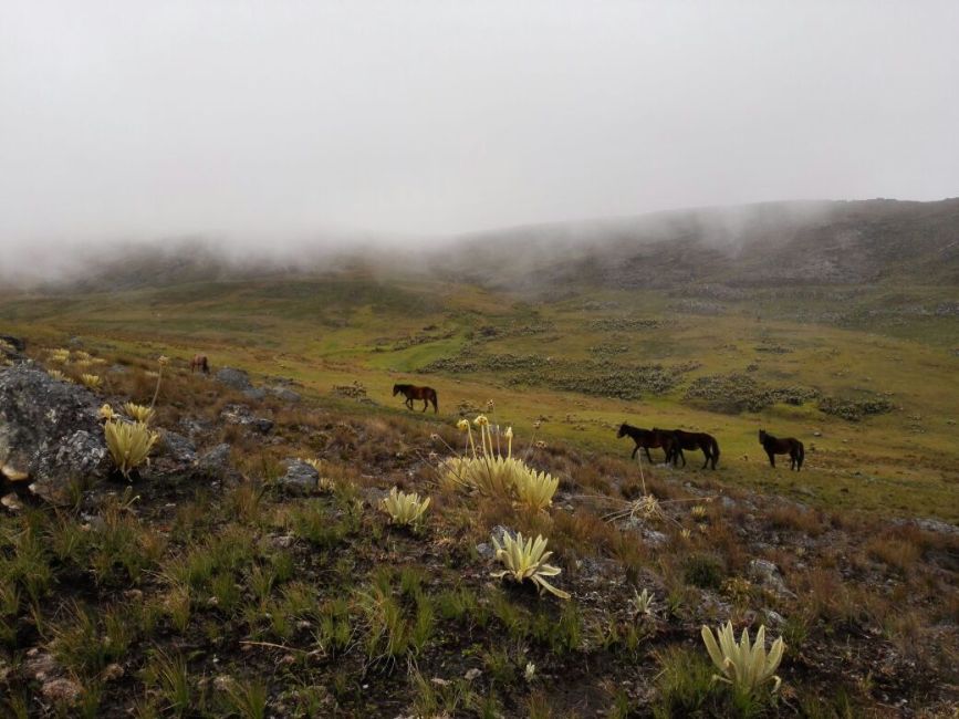 Foto Referencial del páramo de Ocetá en Boyacá