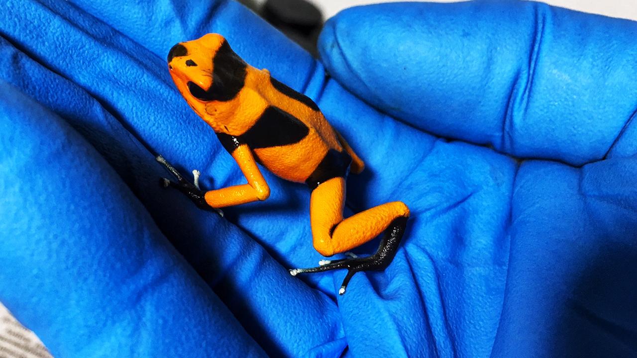 TRÁFICO DE ANIMALES