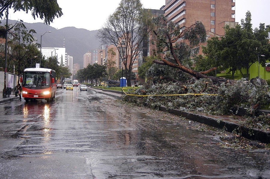 Tratamiento de zona de árboles por emergencia de lluvia en Bogotá