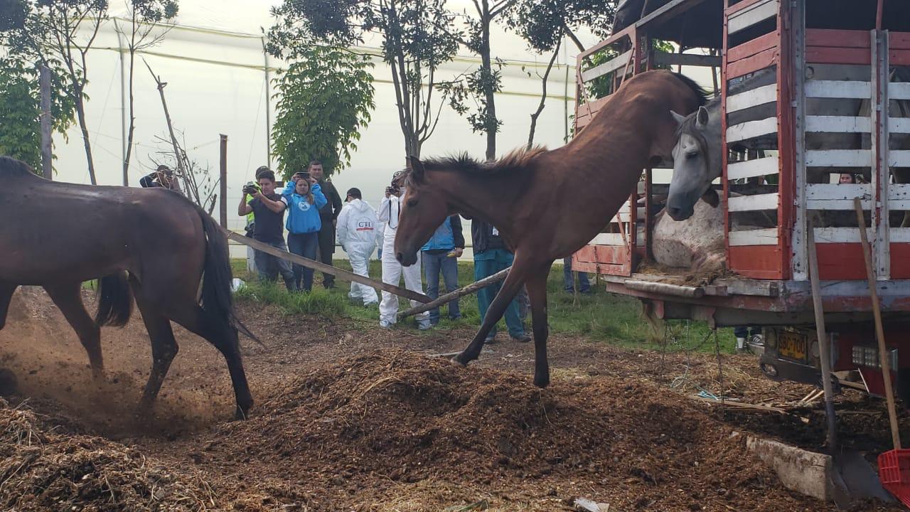Caballos Maltratados
