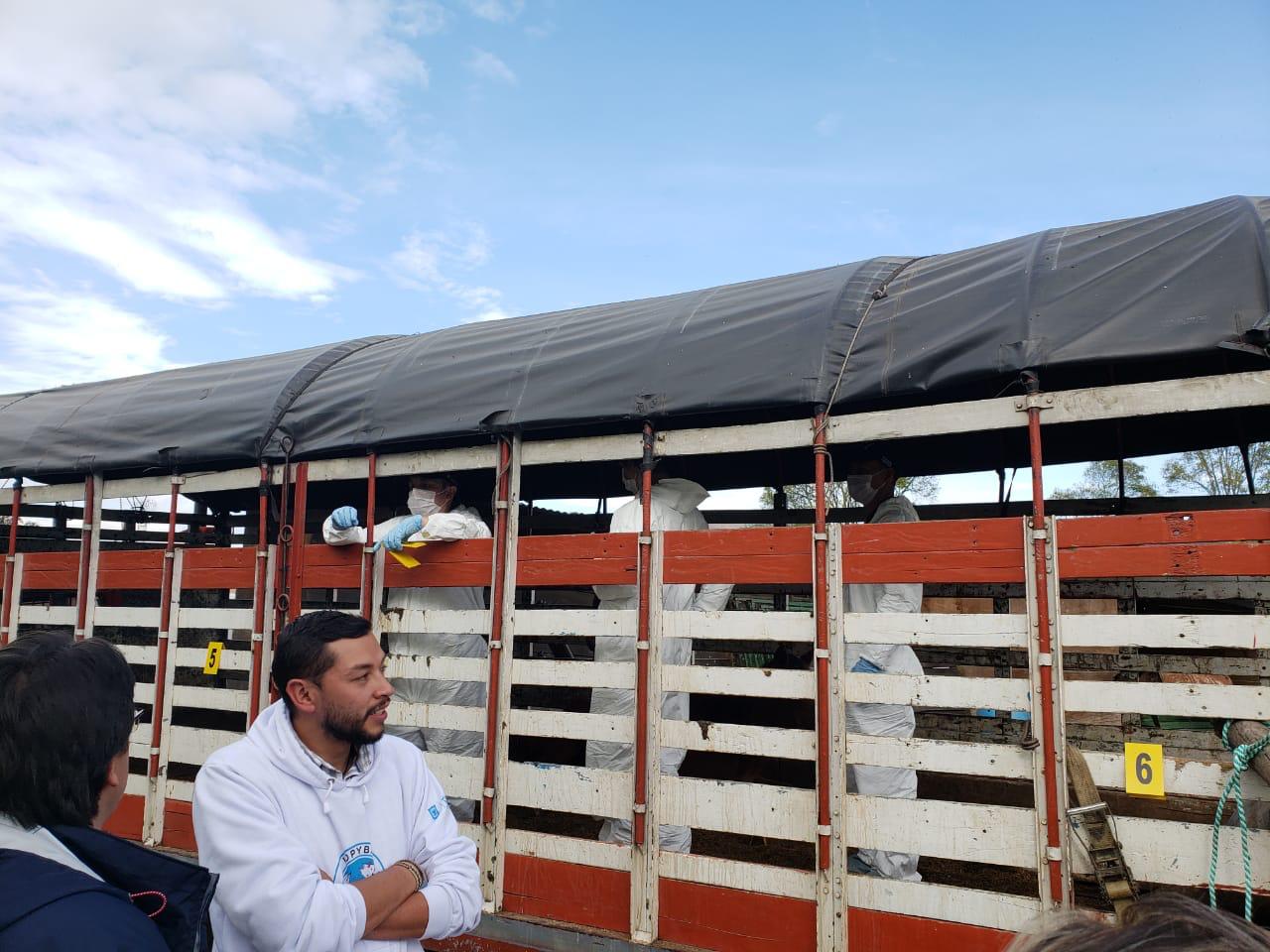 Caballos Maltratados