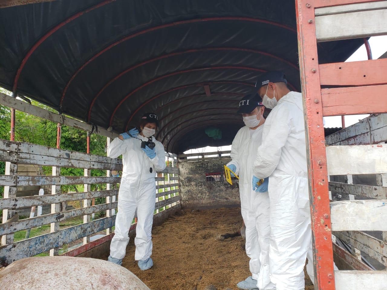 Caballos Maltratados