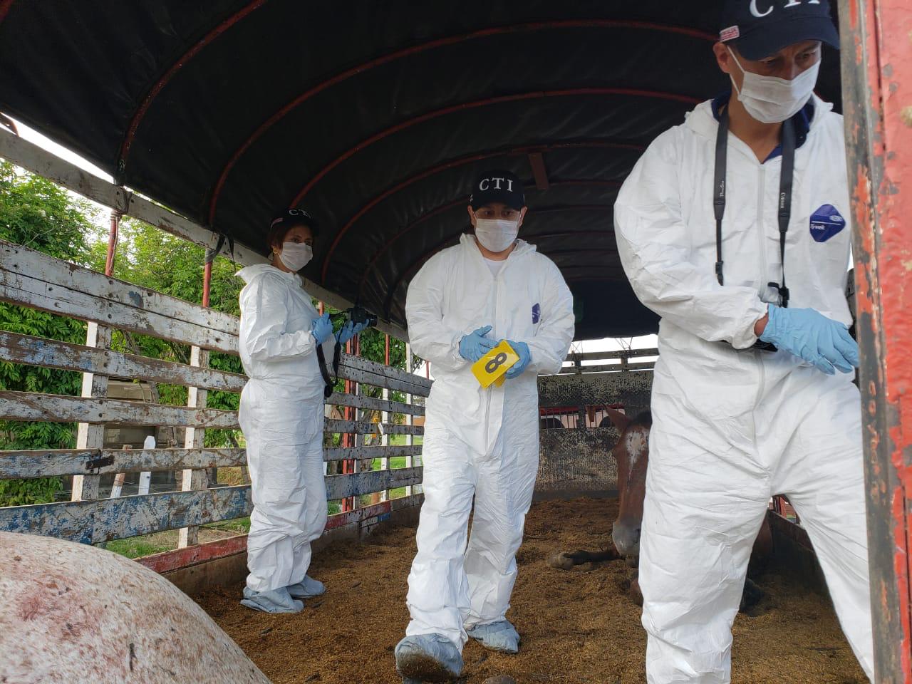 Caballos Maltratados