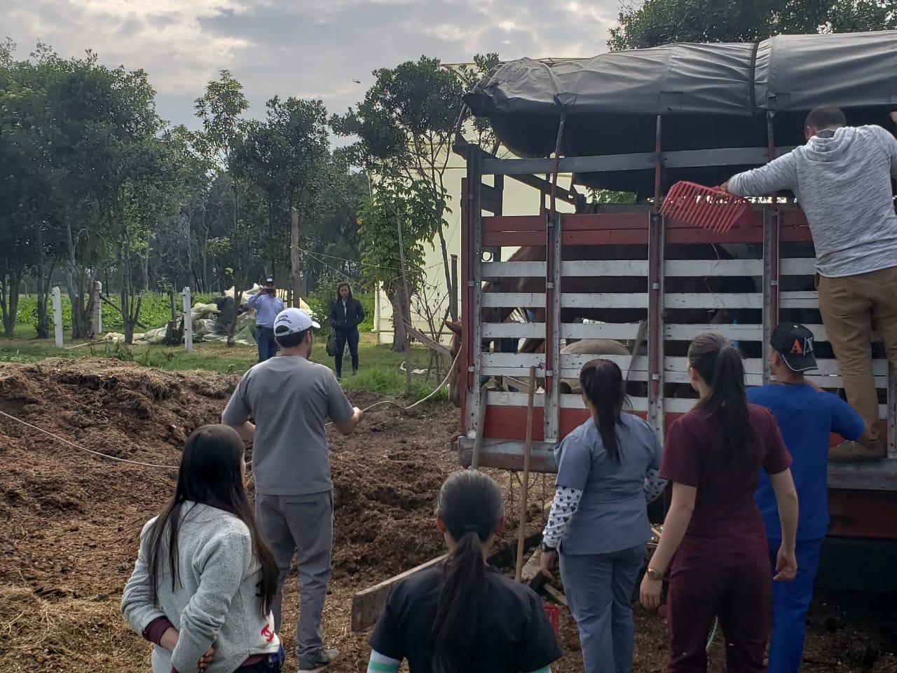 Caballos Maltratados