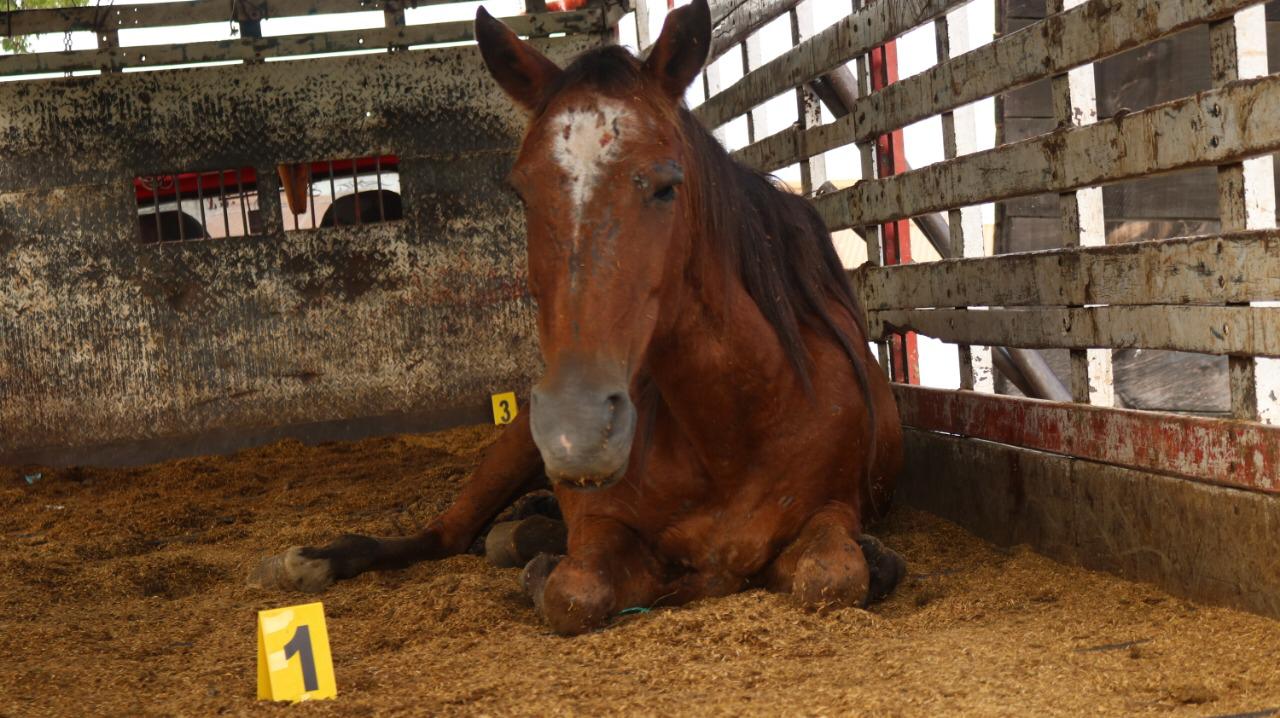 Caballos Maltratados