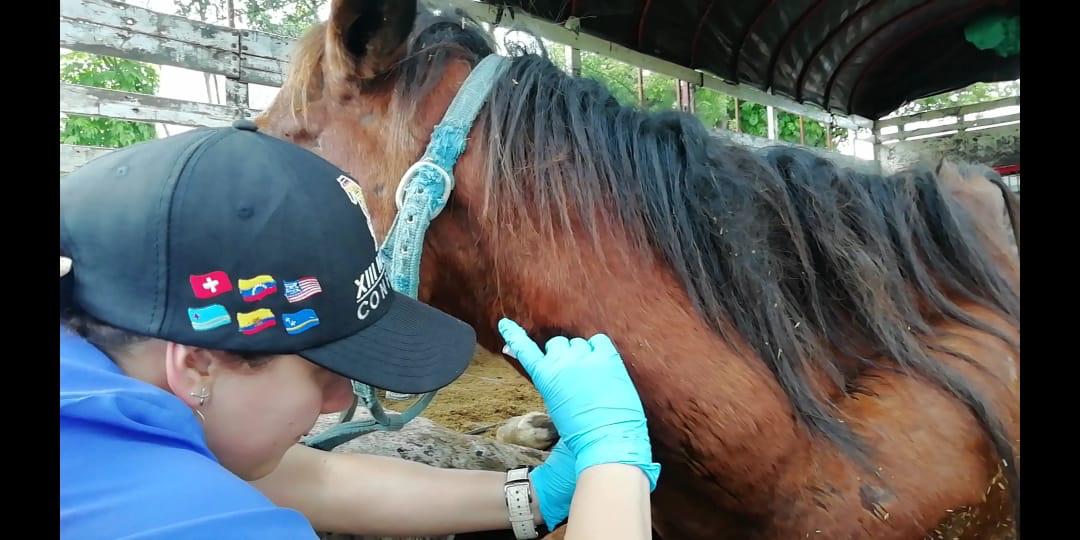 Caballos Maltratados