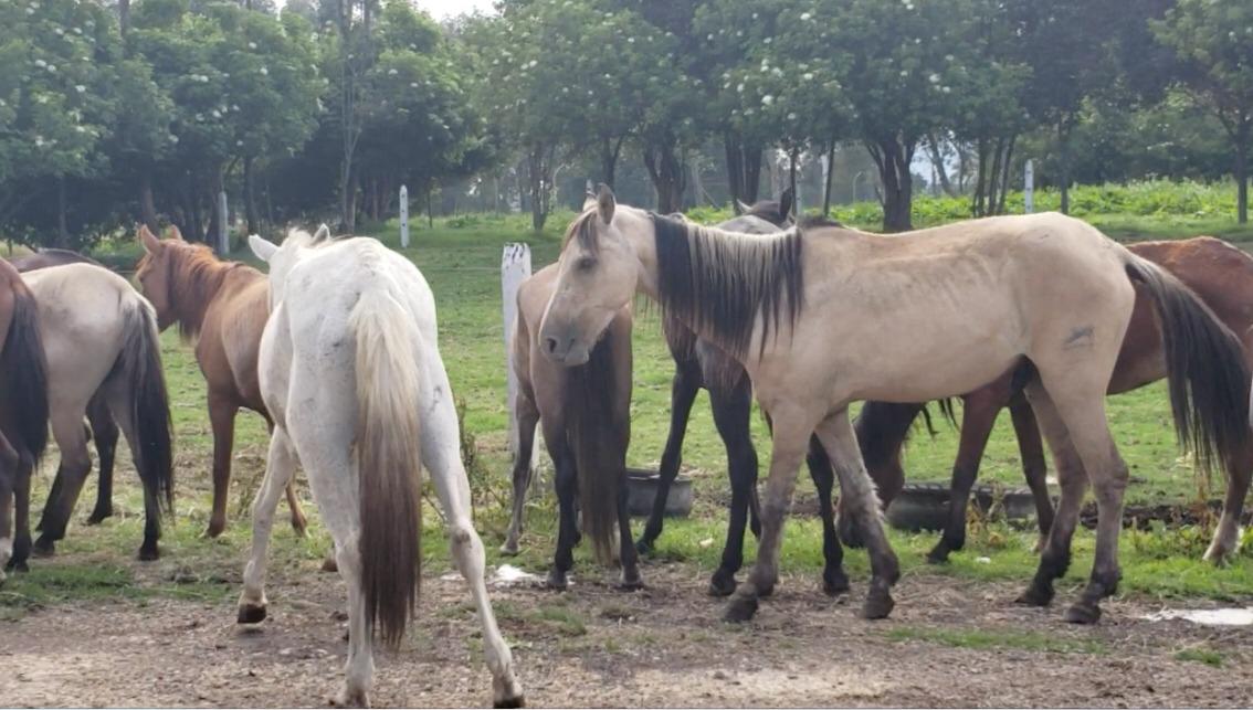 Caballos Maltratados