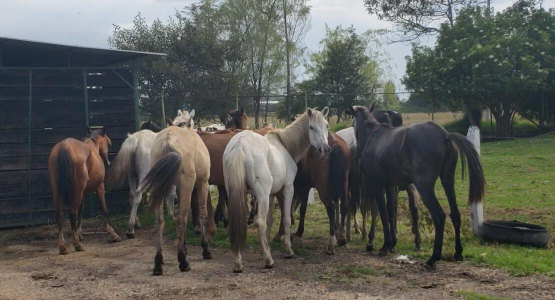 Caballos Maltratados