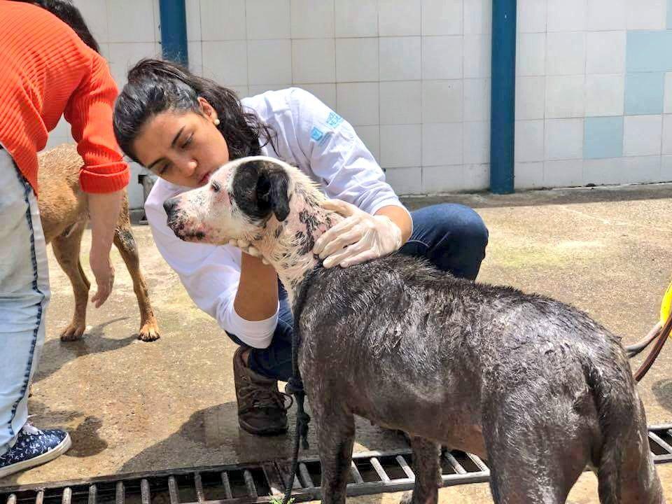 Jornada de adopción