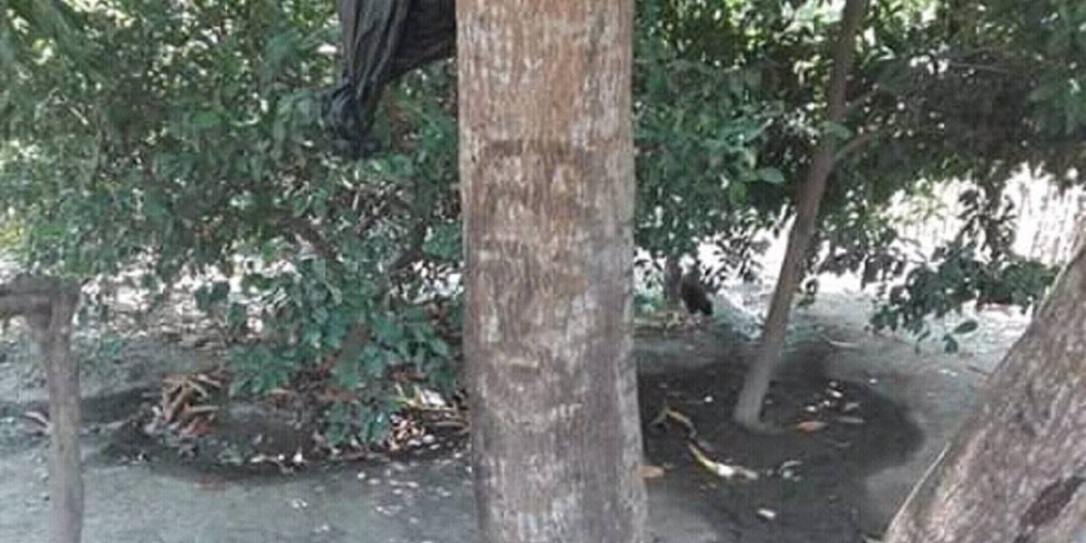 El supuesto rostro de Jesucristo apareció en un árbol de Campo de la Cruz