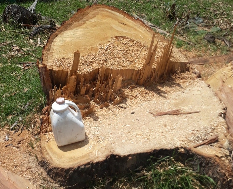 Tala de arboles en reserva forestal de Usaquén