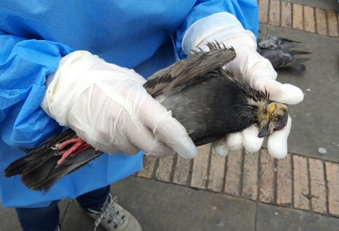 Palomas enfermas en Plaza de Bolívar