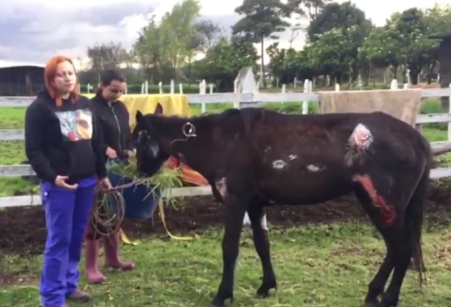 Yegua rescatada en Chapinero