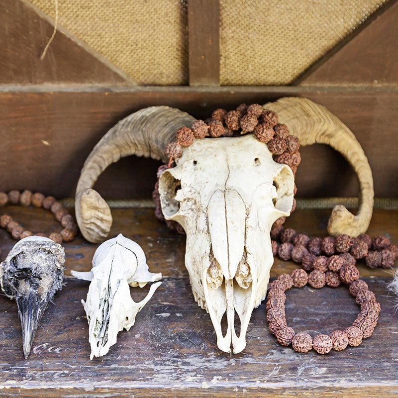 Craneos para brujería