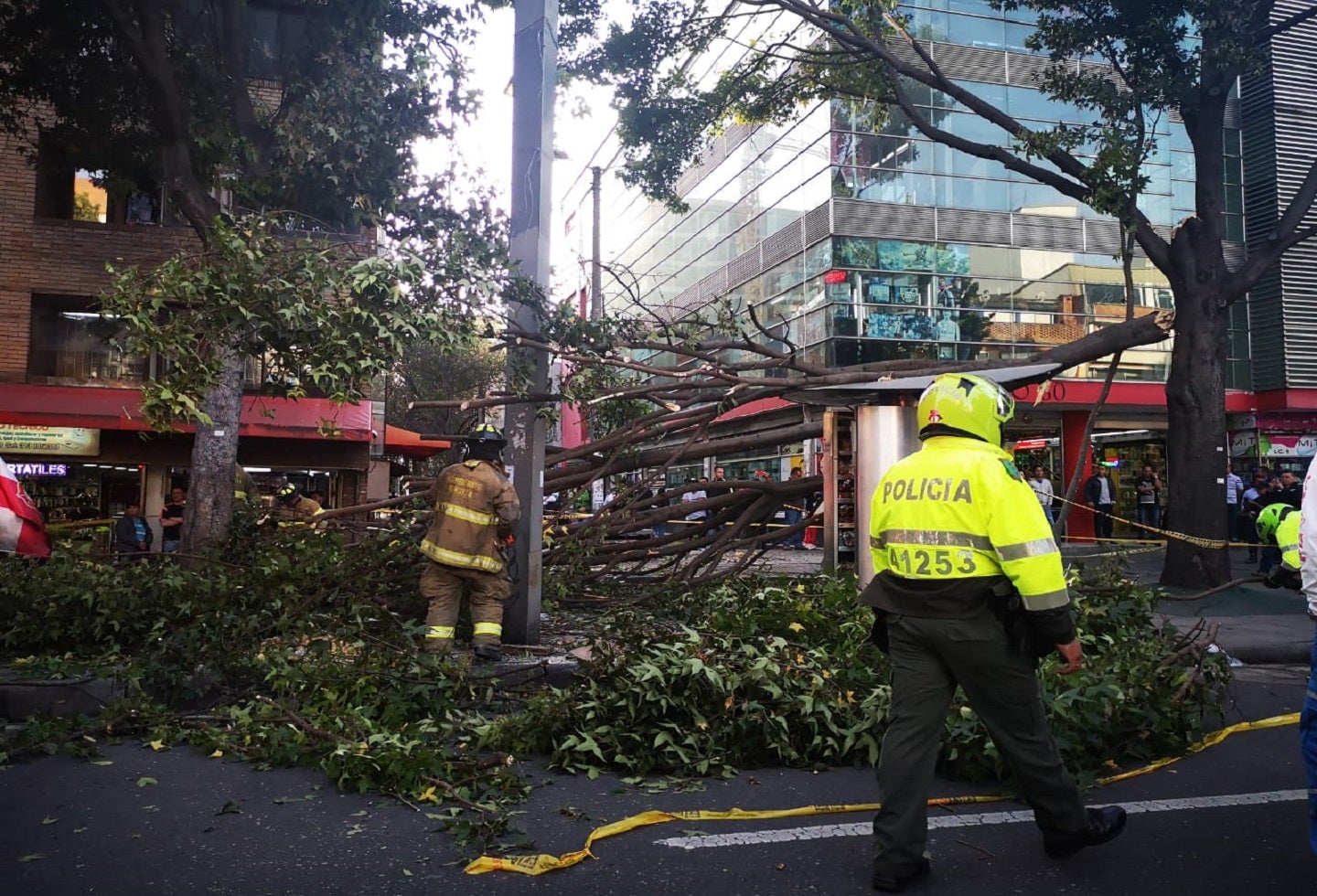Caída de árbol en Chapinero