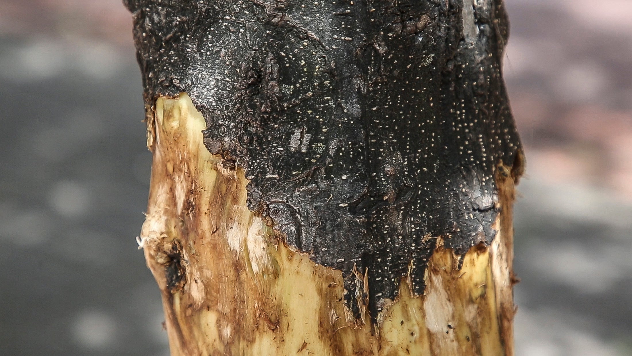 Afectación ambiental