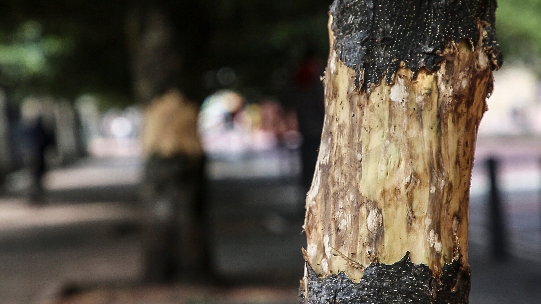 Afectación ambiental