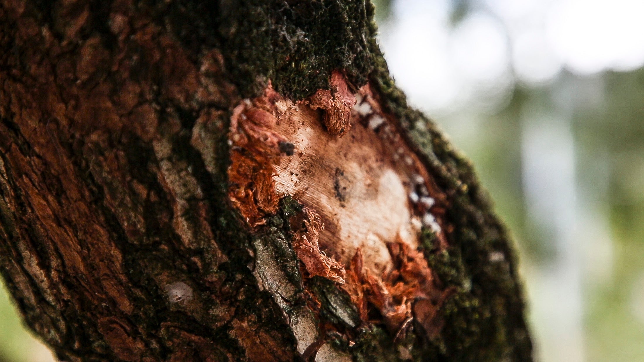 Afectación ambiental