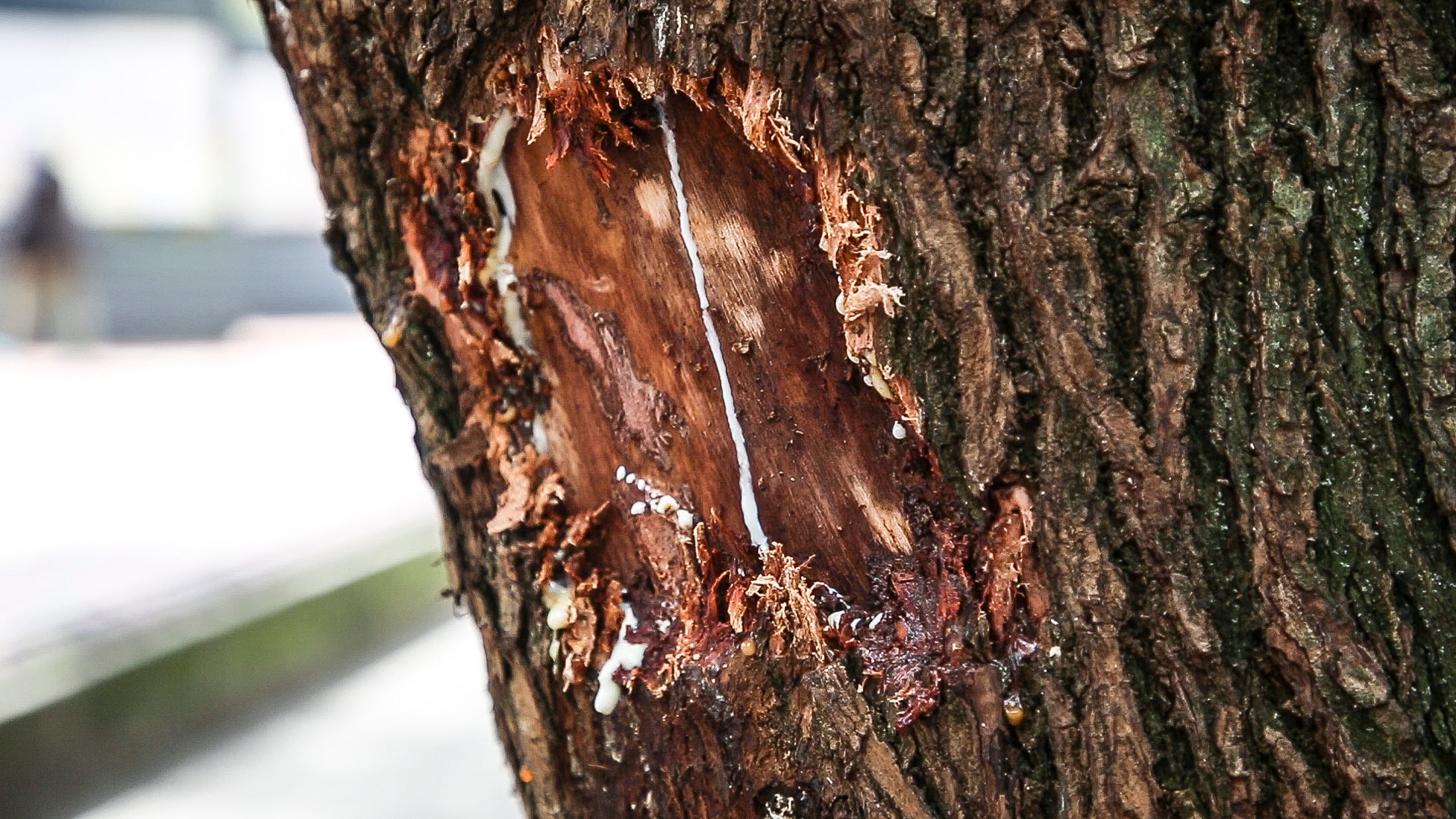 Afectación ambiental