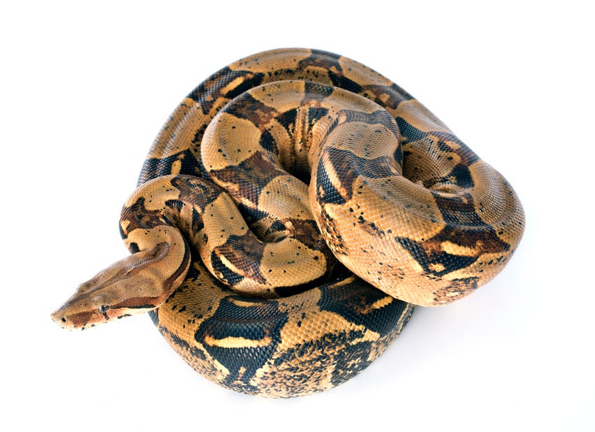 Boa Constrictor