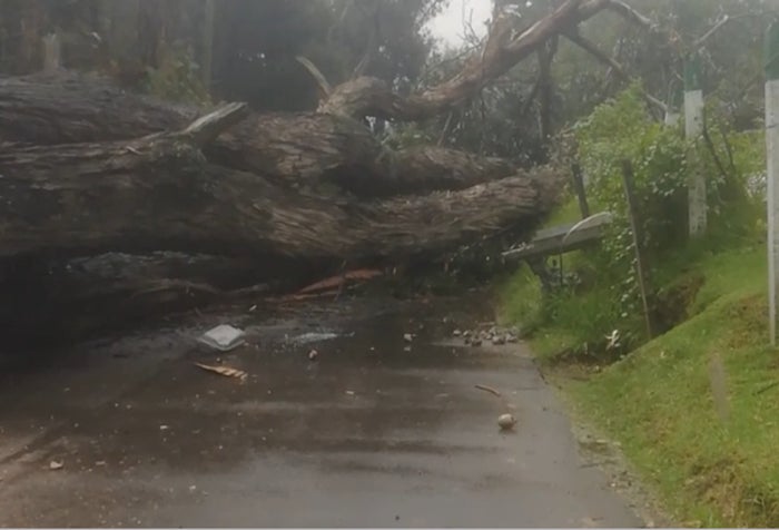Caida de árbol en vía Calatrava en Suba