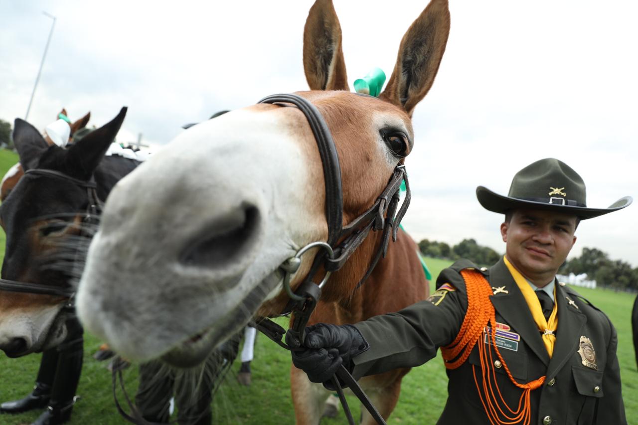 Animales Condecorados