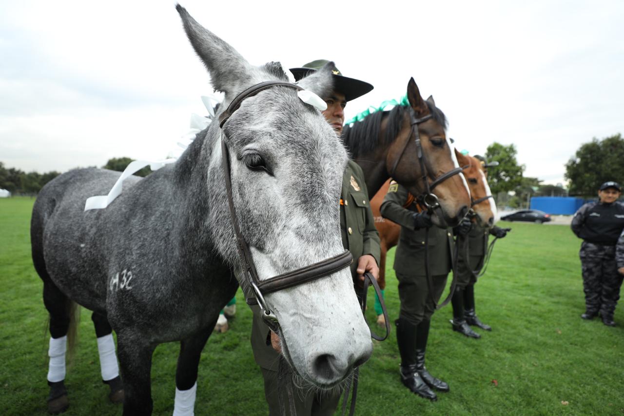 Animales Condecorados