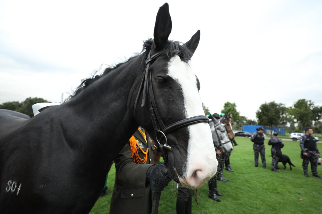 Animales Condecorados