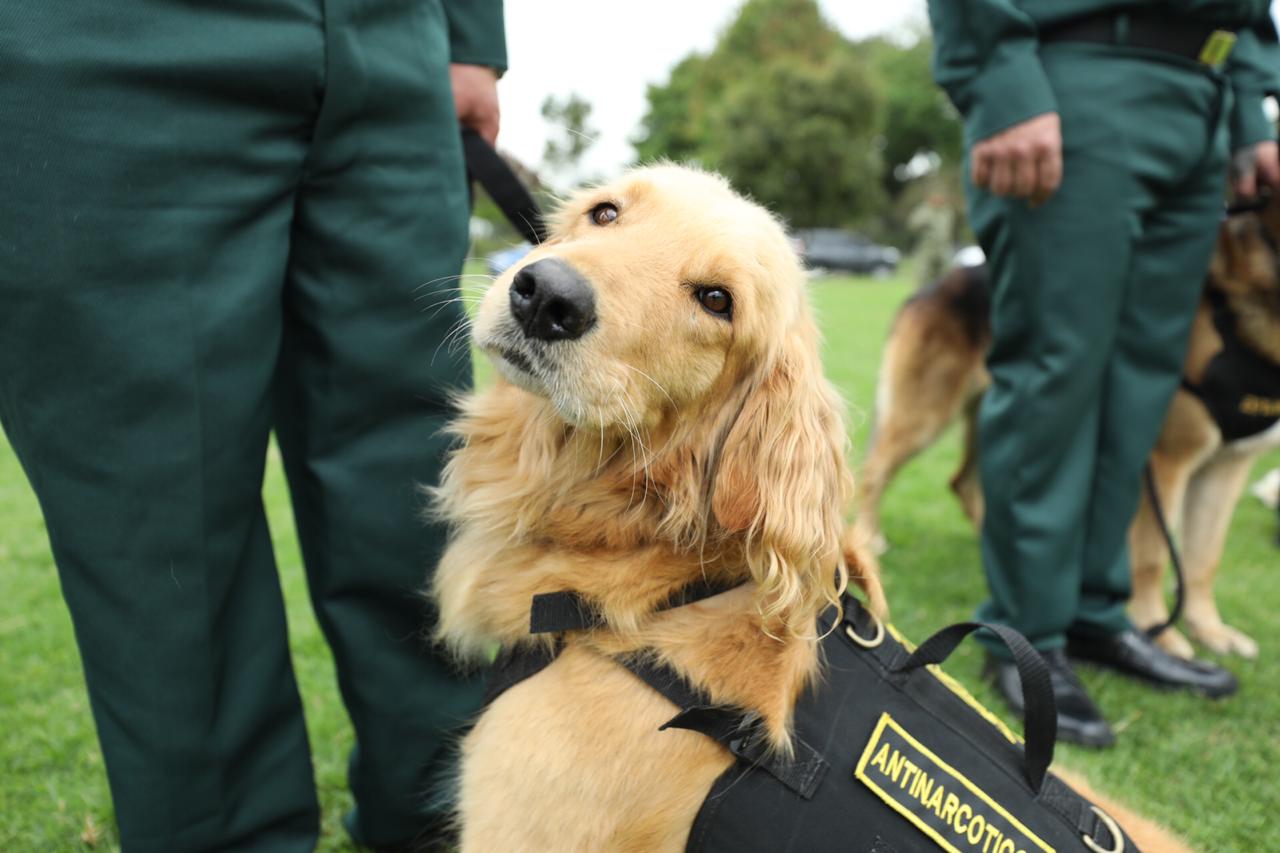 Animales Condecorados