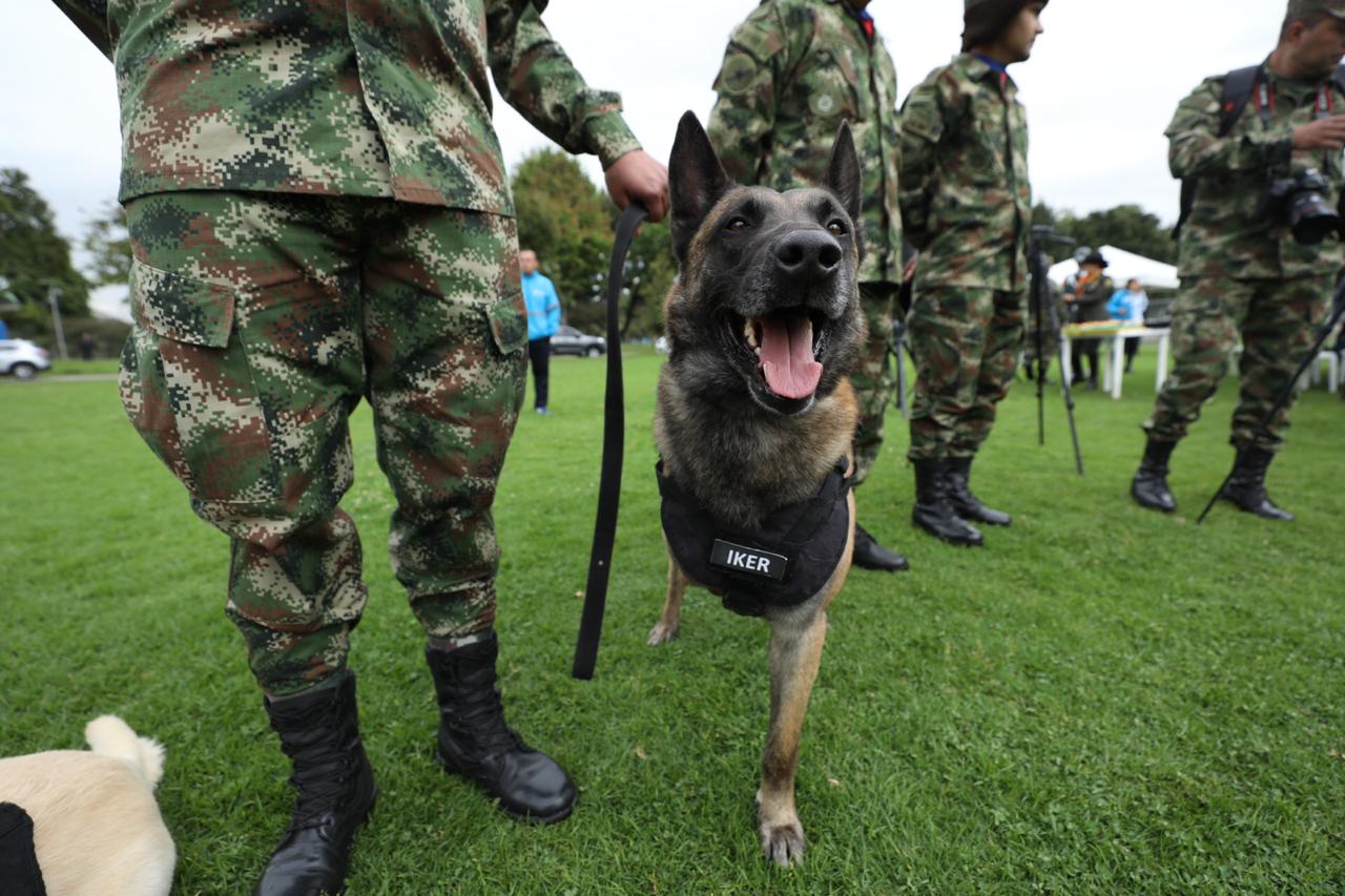 Animales Condecorados