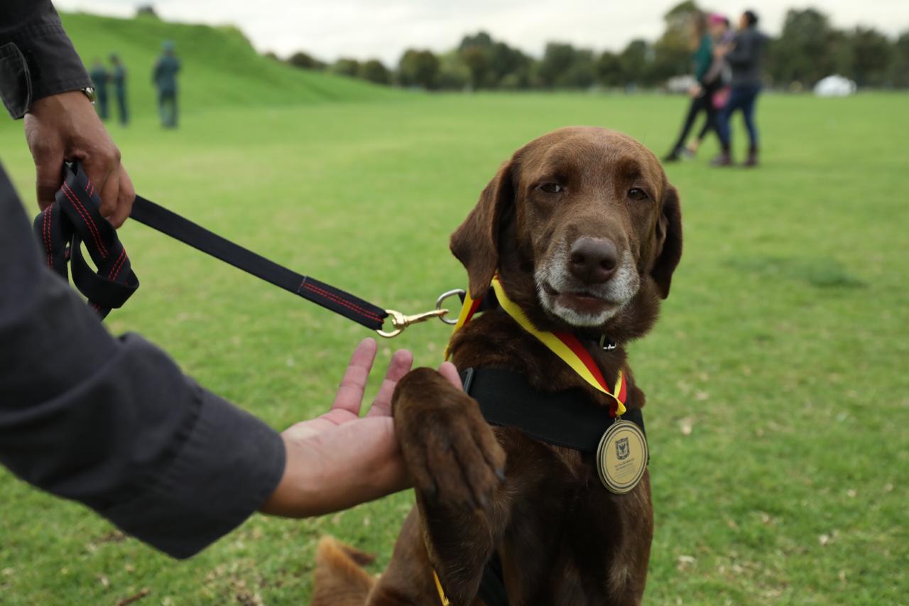 Animales Condecorados