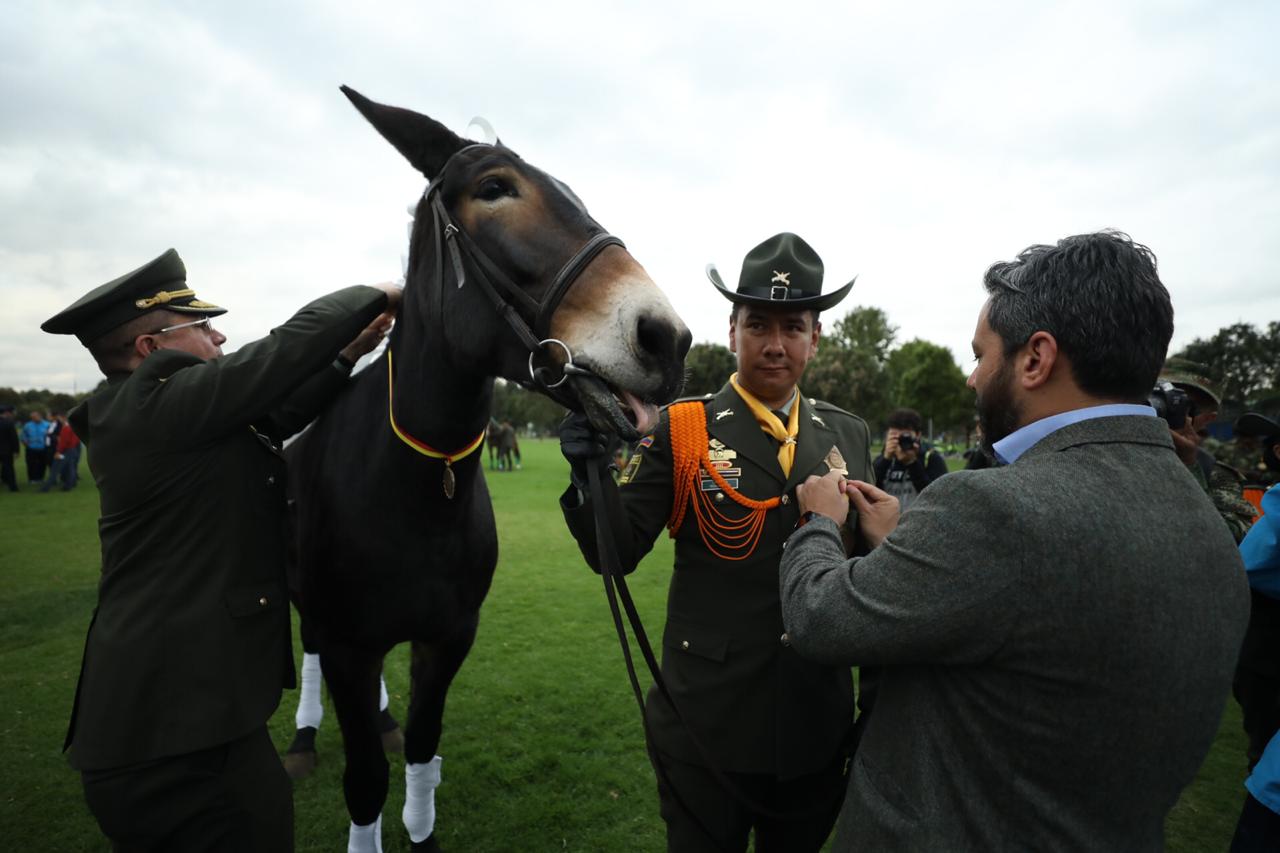 Animales Condecorados