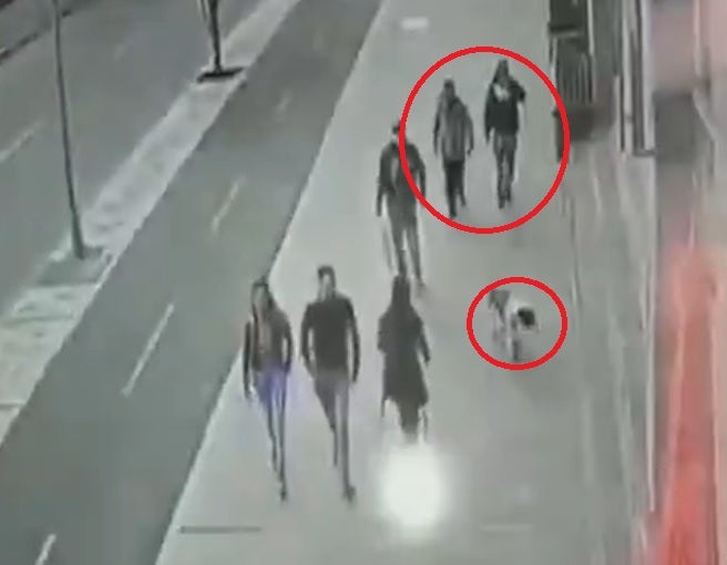 Ladrones usan pitbull para atacar