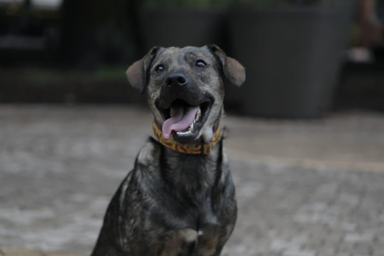Mascotas en adopción, en Bogotá