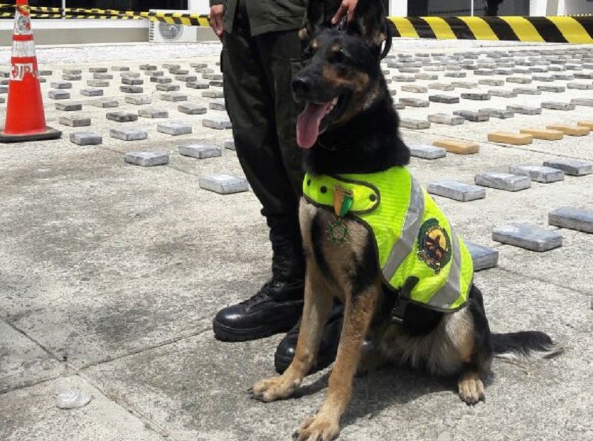 Perro Antinarcóticos