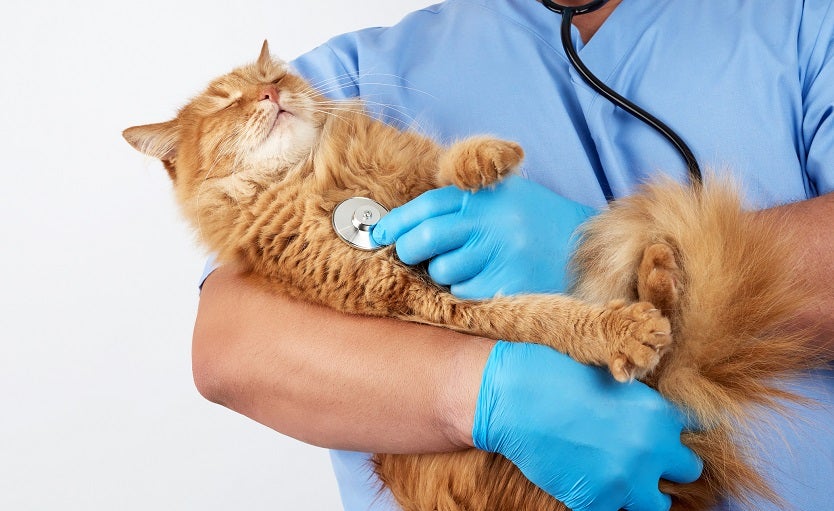 El Instituto Distrital de Protección y Bienestar Animal anunció nueva jornada de esterilización