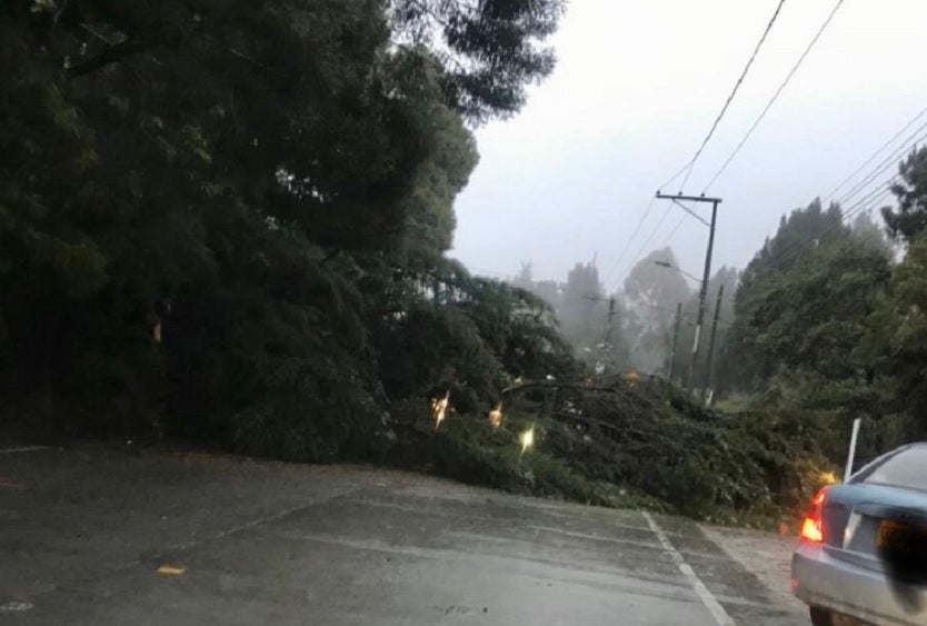 Caída de un árbol en La Calera