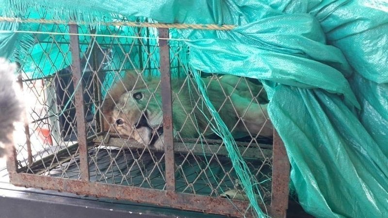 Traslado de león Júpiter