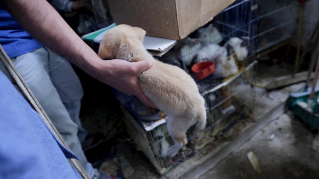 Animales rescatados en el sur de Bogotá